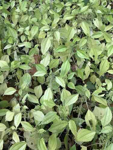 Clearweed(Pilea pumila)