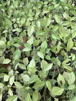 Clearweed(Pilea pumila)