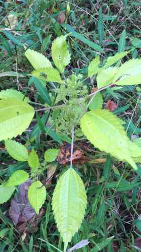 Clearweed(Pilea pumila)