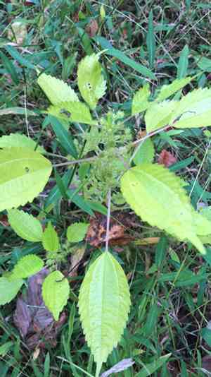 Clearweed(Pilea pumila)