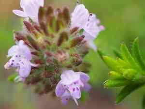 Wild pennyroyal(Piloblephis rigida)