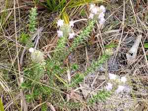 Wild pennyroyal(Piloblephis rigida)