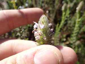 Wild pennyroyal(Piloblephis rigida)