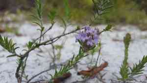 Wild pennyroyal(Piloblephis rigida)