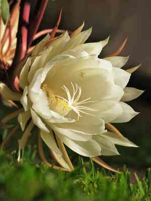 Royen's tree cactus(Pilosocereus royenii)