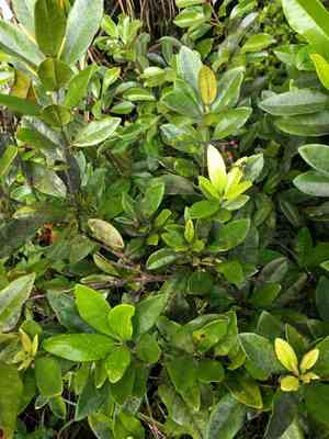 Allspice(Pimenta dioica)