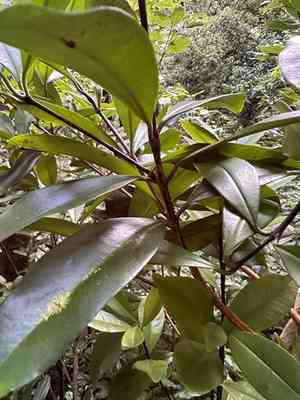 Allspice(Pimenta dioica)