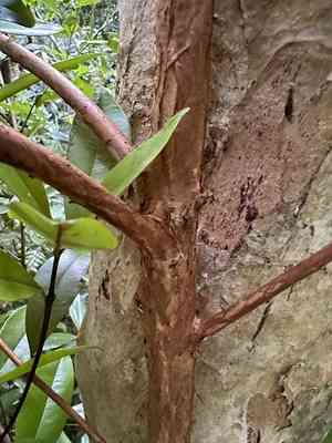 Allspice(Pimenta dioica)
