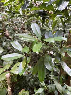 Allspice(Pimenta dioica)