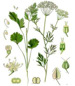 Anise burnet saxifrage(Pimpinella anisum)