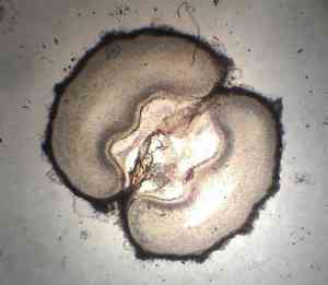 Anise burnet saxifrage(Pimpinella anisum)