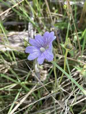 Blueflower butterwort(Pinguicula caerulea)