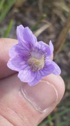 Blueflower butterwort(Pinguicula caerulea)