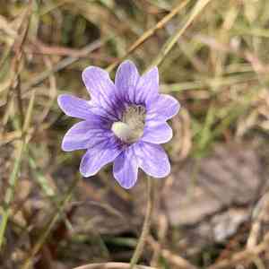 Blueflower butterwort(Pinguicula caerulea)