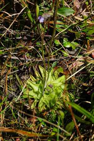 Blueflower butterwort(Pinguicula caerulea)