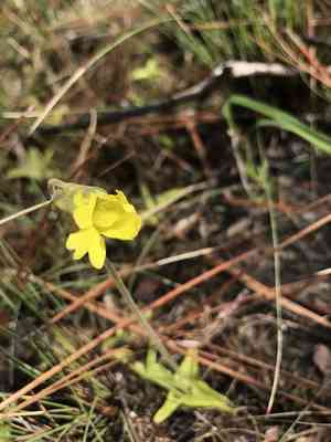 Yellow butterwort(Pinguicula lutea)