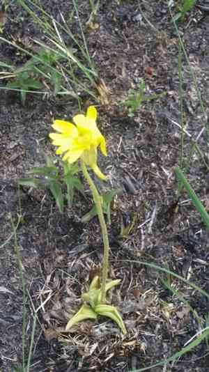Yellow butterwort(Pinguicula lutea)