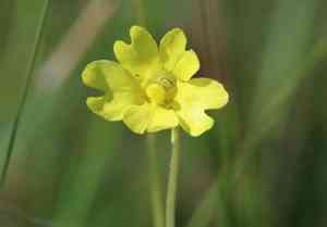 Yellow butterwort(Pinguicula lutea)