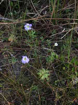 Small butterwort(Pinguicula pumila)