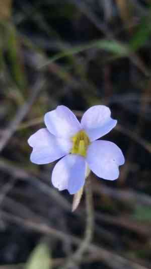 Small butterwort(Pinguicula pumila)