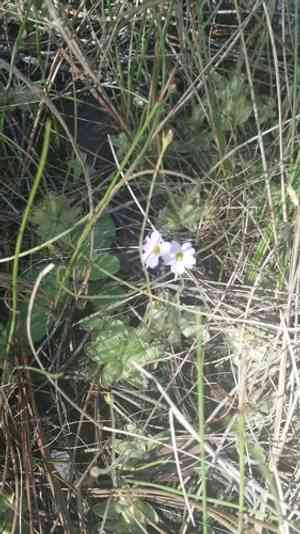 Small butterwort(Pinguicula pumila)