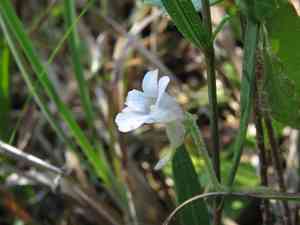 Small butterwort(Pinguicula pumila)