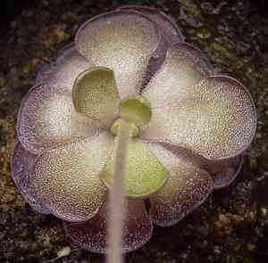 Butterworts (Pinguicula)(Pinguicula)