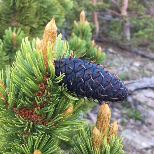 Rocky Mountain Bristlecone Pine(Pinus aristata)