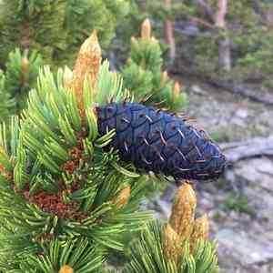 Rocky Mountain Bristlecone Pine(Pinus aristata)