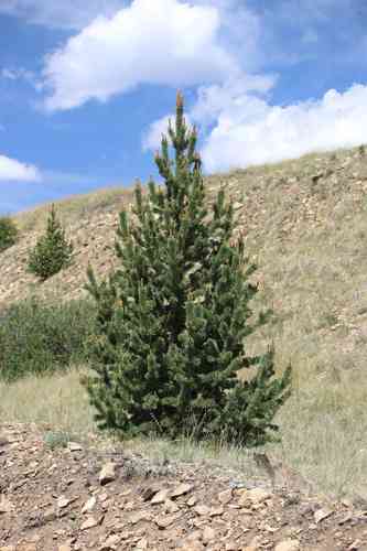 Rocky Mountain Bristlecone Pine(Pinus aristata)
