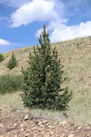 Rocky Mountain Bristlecone Pine(Pinus aristata)