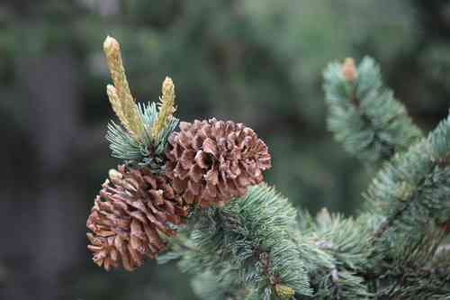Rocky Mountain Bristlecone Pine(Pinus aristata)