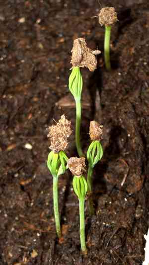 Rocky Mountain Bristlecone Pine(Pinus aristata)