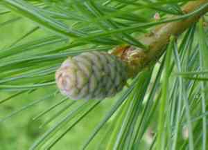 Armand's pine(Pinus armandii)