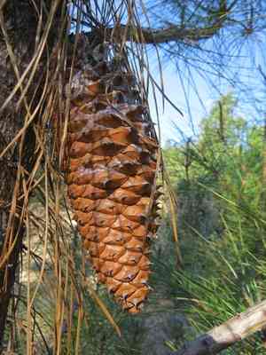 Knobcone pine(Pinus attenuata)