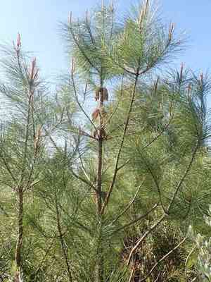 Knobcone pine(Pinus attenuata)