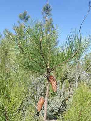 Knobcone pine(Pinus attenuata)