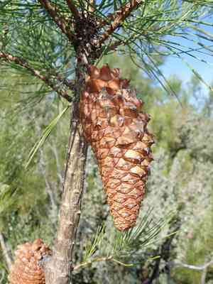 Knobcone pine(Pinus attenuata)