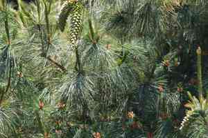 Mexican white pine(Pinus ayacahuite)