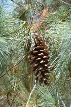 Mexican white pine(Pinus ayacahuite)