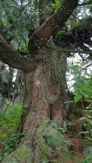 Mexican white pine(Pinus ayacahuite)