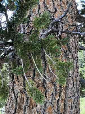Foxtail pine(Pinus balfouriana)