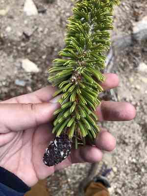 Foxtail pine(Pinus balfouriana)