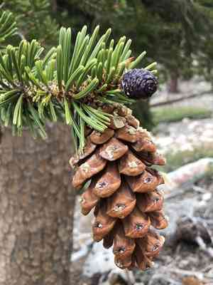 Foxtail pine(Pinus balfouriana)