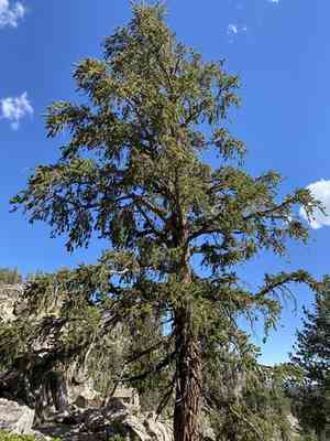 Foxtail pine(Pinus balfouriana)