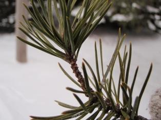 Jack pine