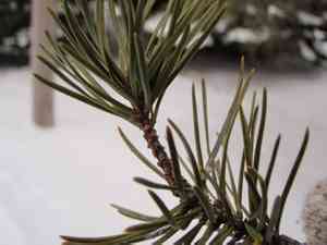 Jack pine(Pinus banksiana)