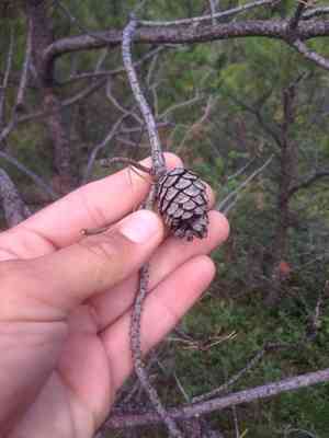 Jack pine(Pinus banksiana)