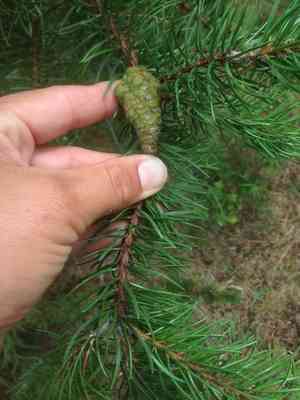 Jack pine(Pinus banksiana)