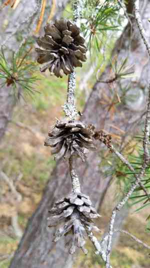 Jack pine(Pinus banksiana)